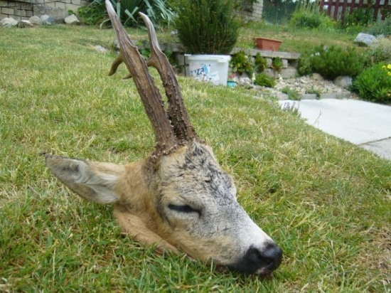 Dnešné úspešné ráno.