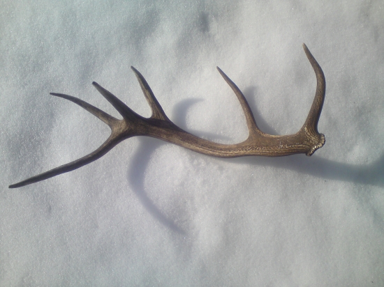 Odmena za vykonanú prácu v revíri.