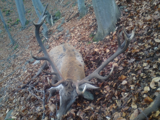 Trošku sa nám dnes zadarilo