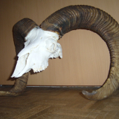 Konečne lepší baran.