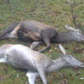 Dnešné úspešné ráno II