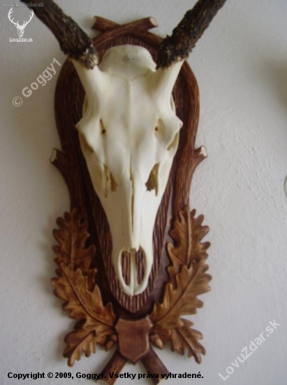 pod jeleňa