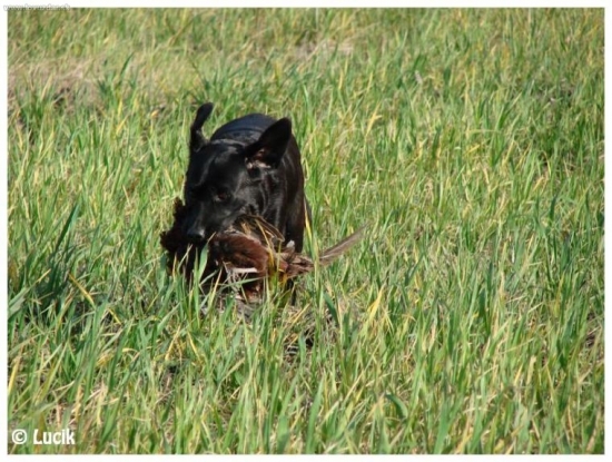 Gipsy Nisus - poľovačka
