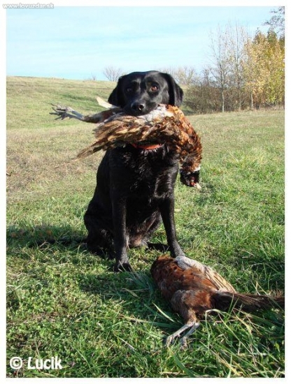 Gipsy Nisus - poľovačka