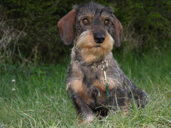 Alan od Záborského