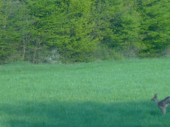krasny