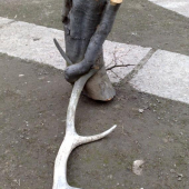 9,55 kg :-)
