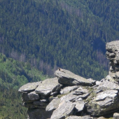 svišť
