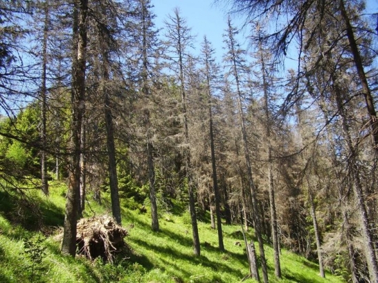 Suchý porast