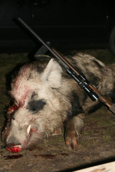 Zlati albin 121,6 CIC