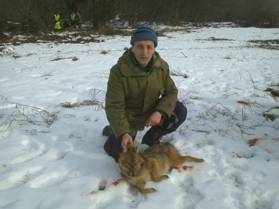 Šakal Zlati (canis aureaus)