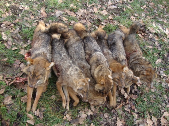Golden Jackal (Zlati Šakal)