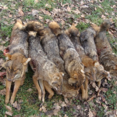 Golden Jackal (Zlati Šakal)