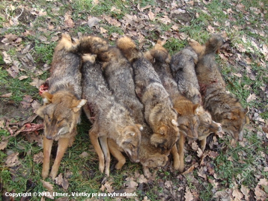 Golden Jackal (Zlati Šakal)