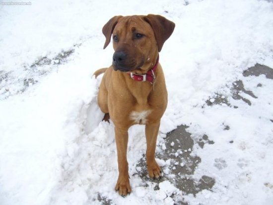 artos ako dava pozor