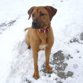 artos ako dava pozor