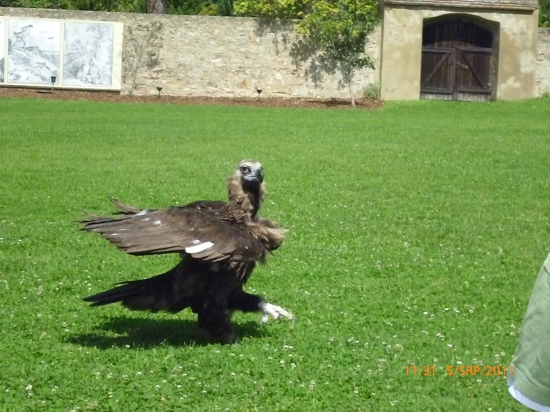 Vpravo hľaď, k pocte zbraň ...