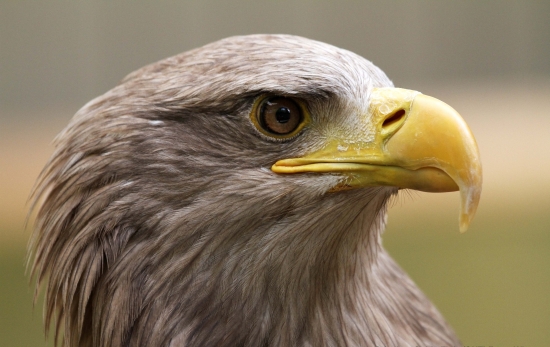 Adam - Orliak morský