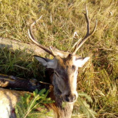 spomienka