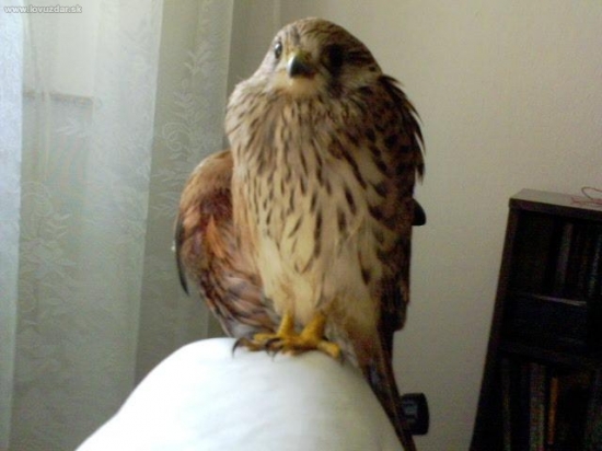 Takto Kira vyzerala keď ju priniesli