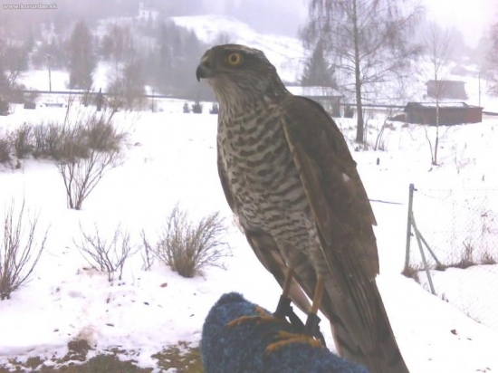 Váhový protipól k Jarovej Harpyi