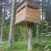 Čo unesie jeden strom ...