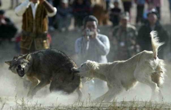 Kazašský Tazy v akcii ...