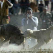 Kazašský Tazy v akcii ...