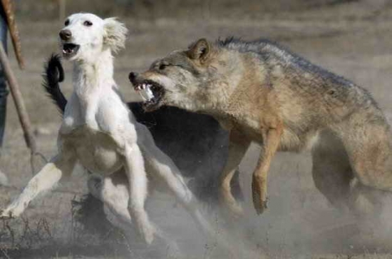 Najlepšia obrana je útok