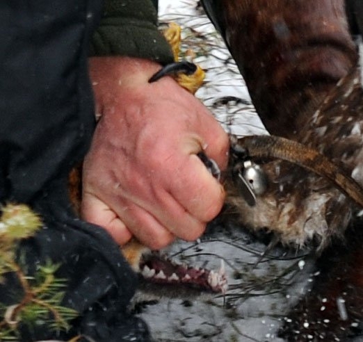 Obetavý sokoliar - alebo, keď sa nehľadí na vlastné zranenia.