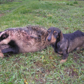 trpezlivosť ruže prinása . . .