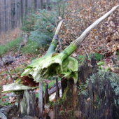 úhyn