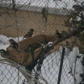 Co dokaze slnecnica :)