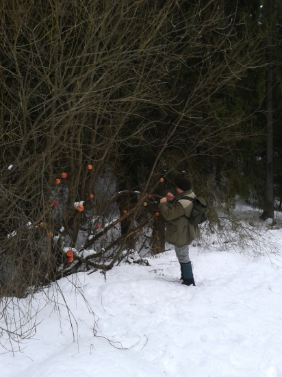 výzdoba ohryzových drevín
