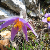 PONIKLEC SLOVENSKÝ (pulsatilla slavica)