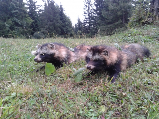moje sprevádzanie pre kamaráta - úspech až na tretí deň