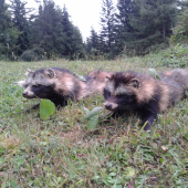 moje sprevádzanie pre kamaráta - úspech až na tretí deň