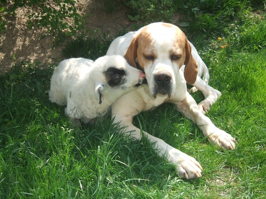 ...keď nevystavujem,pasiem...:)))