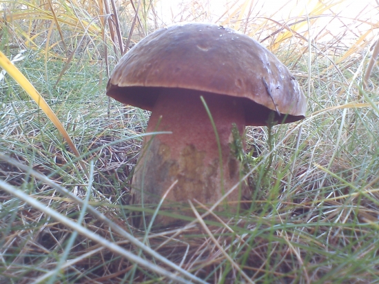 ...zamrznutý..:))))