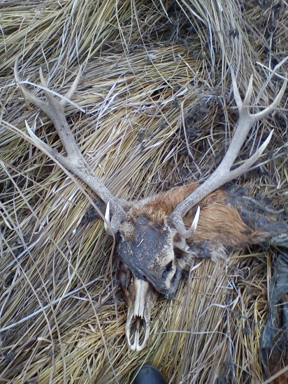 čo sa dá nájsť na love so sokolmi...