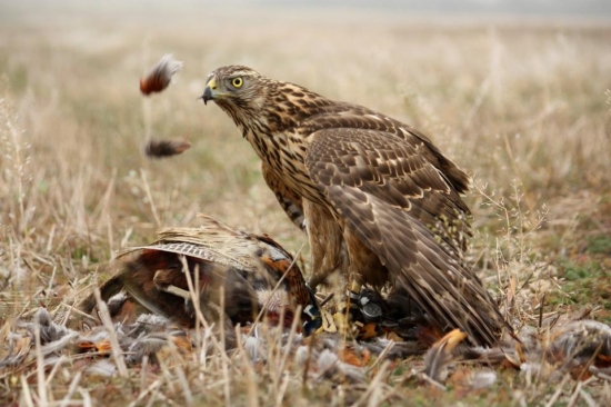 odveký zákon prírody....lovec a korisť..