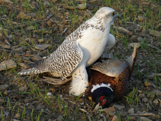 ...keď zaloví lovečák...