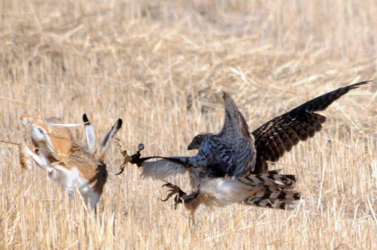...no počkaj,zajac...:)))