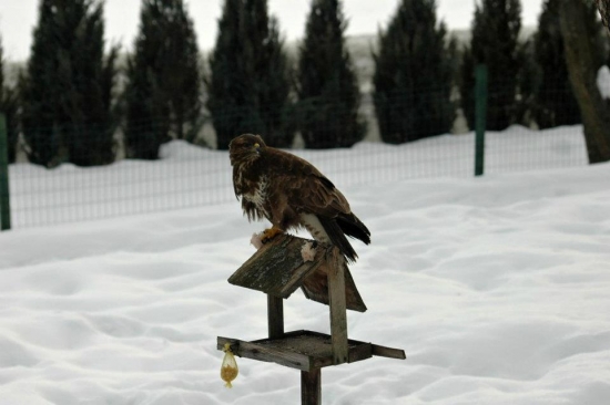 toto nie je sýkorka..:)