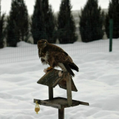 toto nie je sýkorka..:)