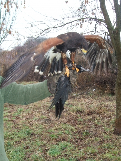 Rumburak dokrákal...