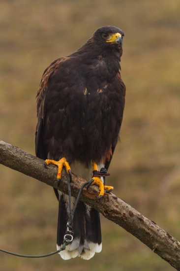 Harris Hawk