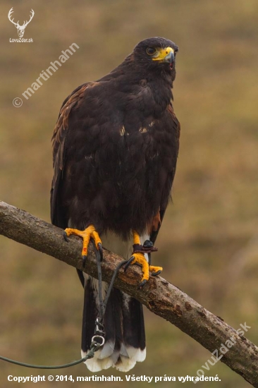 Harris Hawk