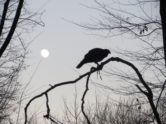 podvečerné lietanie