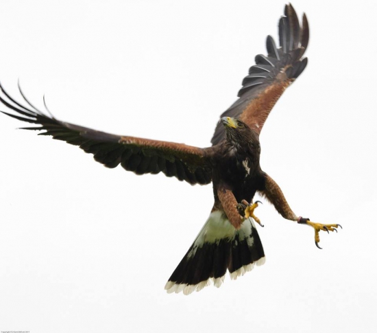 Harris Hawk